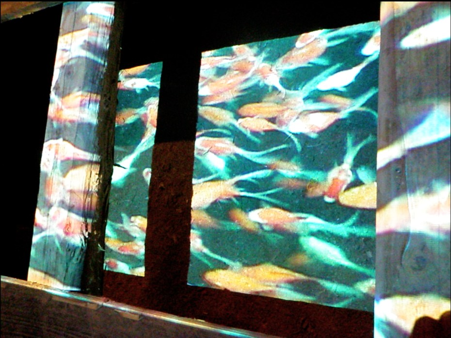 oral fibre - carp video